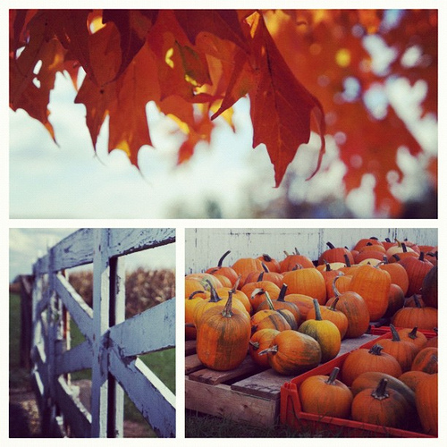 Fall collage with pumpkins and maple leaves